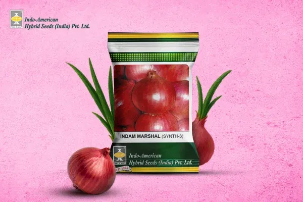 INDAM Marshal Onion: A High-Performing Hybrid for Early Maturity and Market Leadership Image