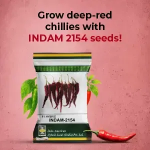 indamExclusiveBanners3