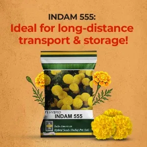 indamExclusiveBanners1