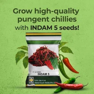 indamExclusiveBanners2