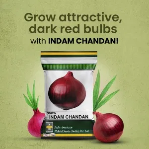 indamExclusiveBanners1