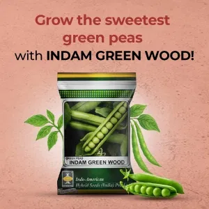 indamExclusiveBanners3