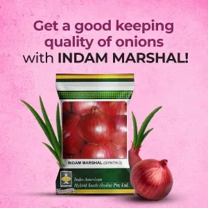 indamExclusiveBanners2