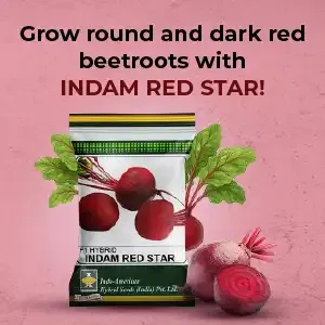 indamExclusiveBanners2