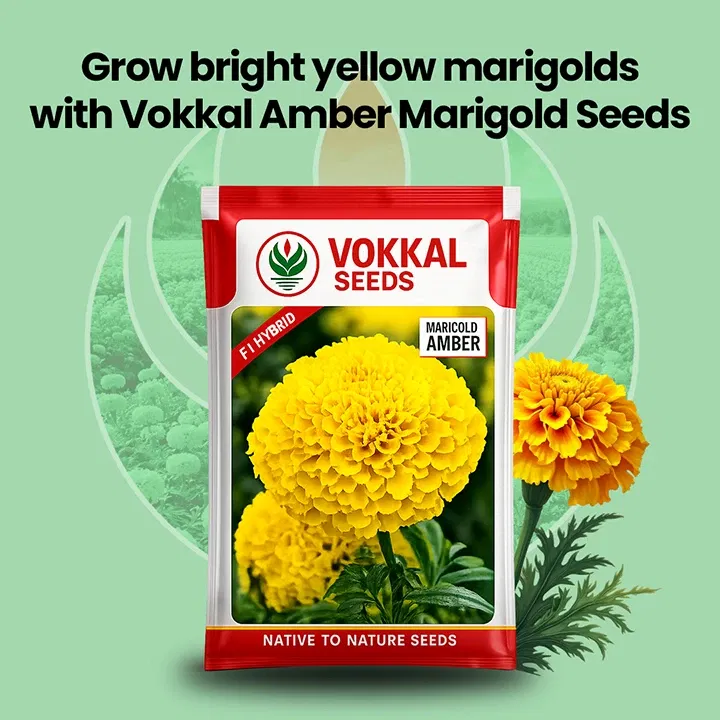 vokkalExclusiveBanners1