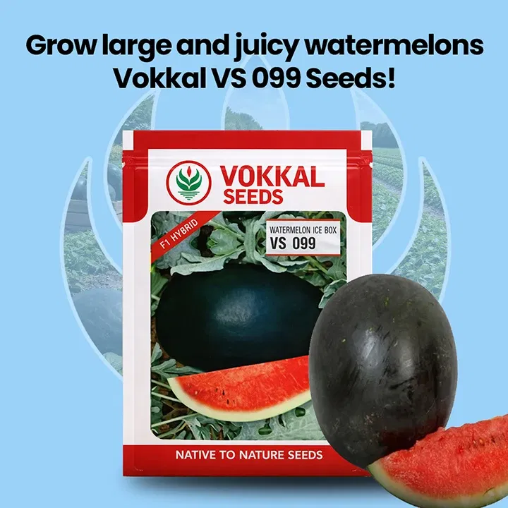 vokkalExclusiveBanners1