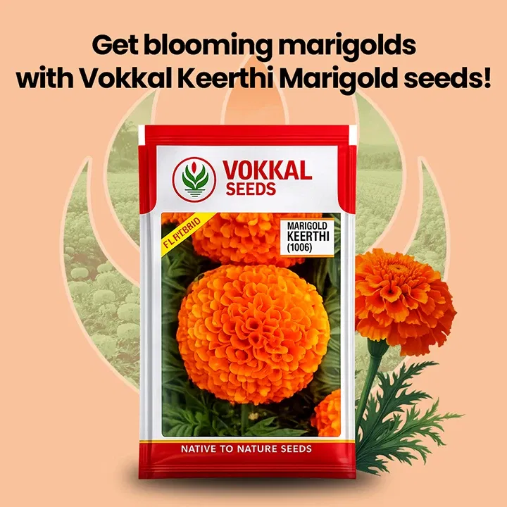 vokkalExclusiveBanners1