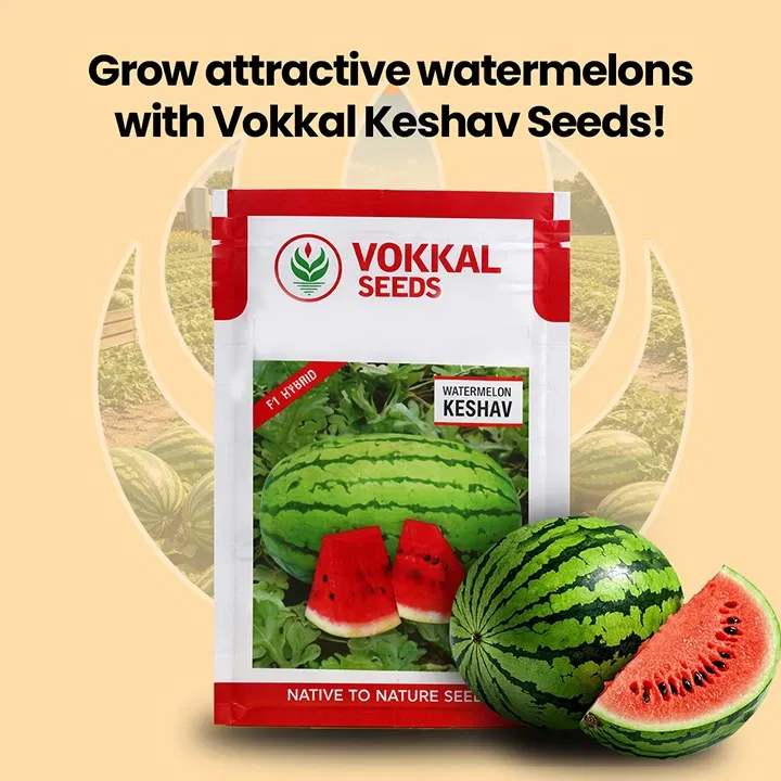 vokkalExclusiveBanners1