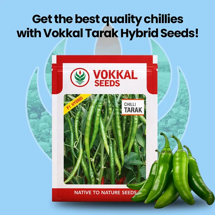 vokkalExclusiveBanners1