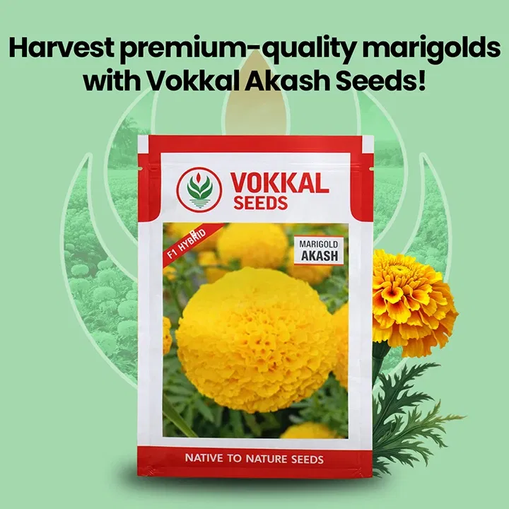 vokkalExclusiveBanners1