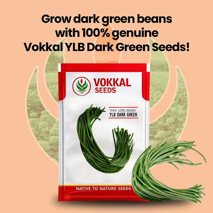 vokkalExclusiveBanners1