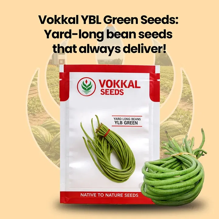 vokkalExclusiveBanners1