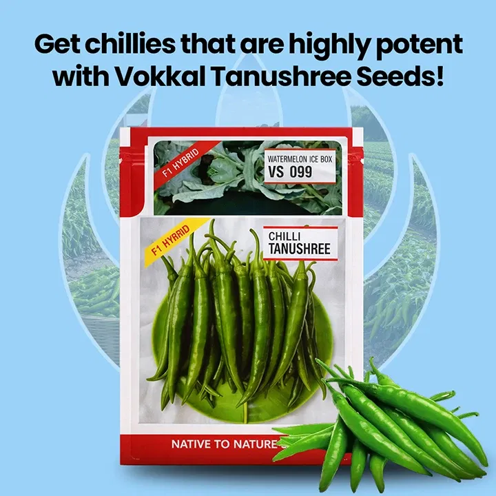 vokkalExclusiveBanners1