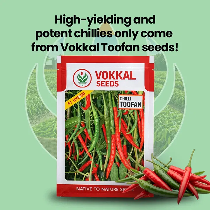 vokkalExclusiveBanners1