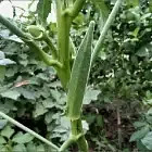 Bhindi Image