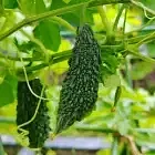 Bittergourd Image