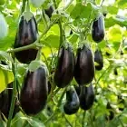 Brinjal Image