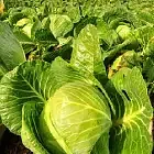 Cabbage Image