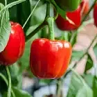 Capsicum Image