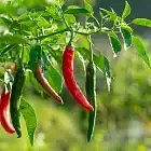 Chilli Image