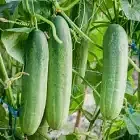 Cucumber Image