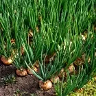 Onion Image