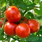 Tomato Image