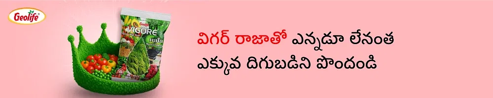 GeoLife Vigore Raja Image 2