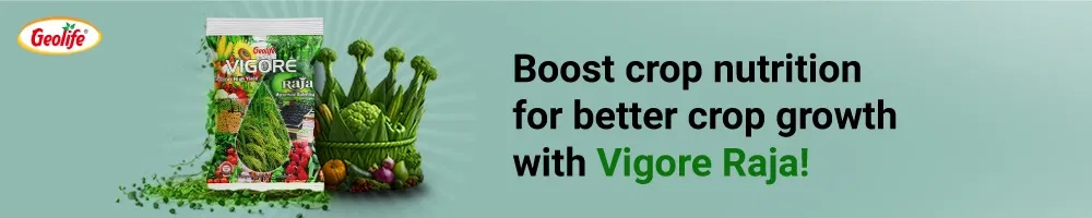 Geolife Vigore Raja Image 2