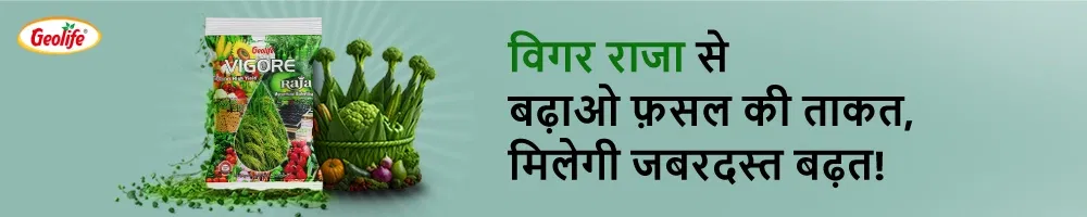 Geolife Vigore Raja Image 2