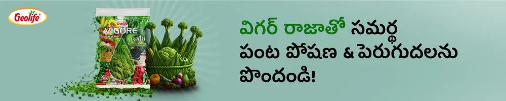 Geolife Vigore Raja Image 2