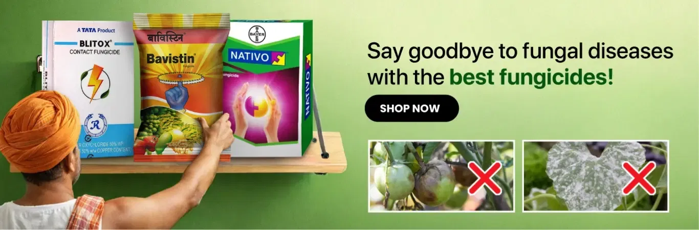 home Banners 2 Image 3