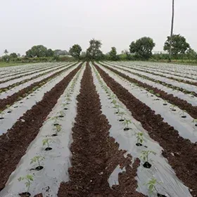 Mulches Image