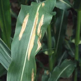 Blight Image