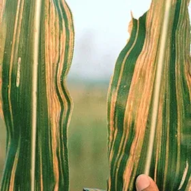 Browny Stripe Downy Mildew Image