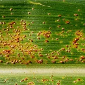 Common Rust Image