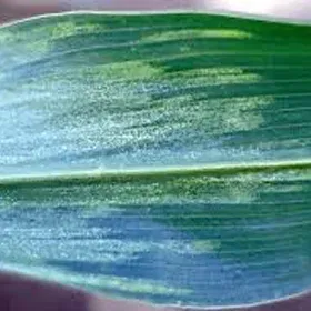 Downy Mildew Image