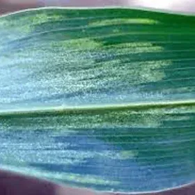 Downy Mildew Image