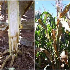 Fusarium Wilt Disease Image