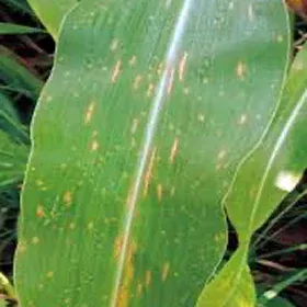Leaf Blight Image