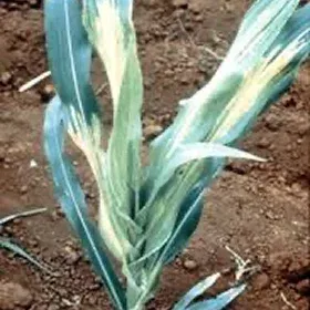 Phillippine Downy Mildew Image