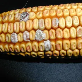 Seed Rot Image