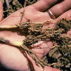 Damping Off / Seedling Blight Image