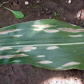 Turcicum Leaf Blight Image