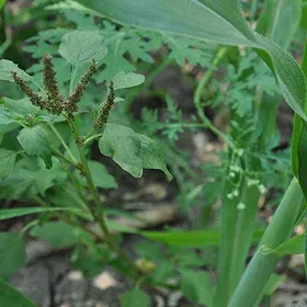 Broad Leaved Weeds Image