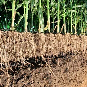 Bio Fertilizers Image