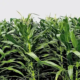 Growth Boosters/Promoters Image