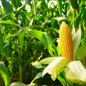 Growth Regulators Image