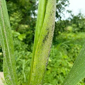 Aphids Image