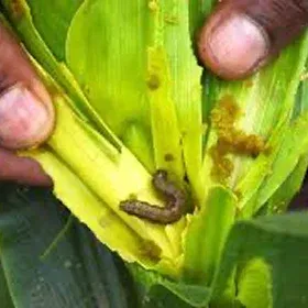 Fall Armyworm Image
